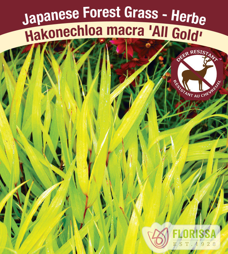 Hakonechloa - macra All Gold