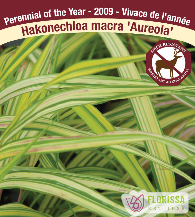 Hakonechloa - macra Aureola