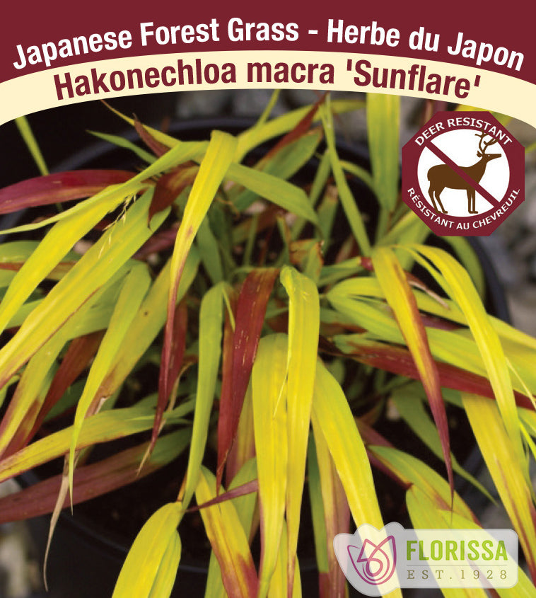 Hakonechloa - macra Sunflare