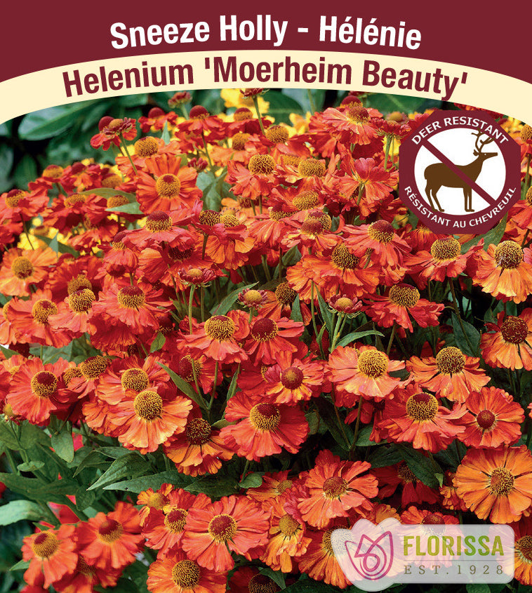 Helenium - Moerheim Beauty