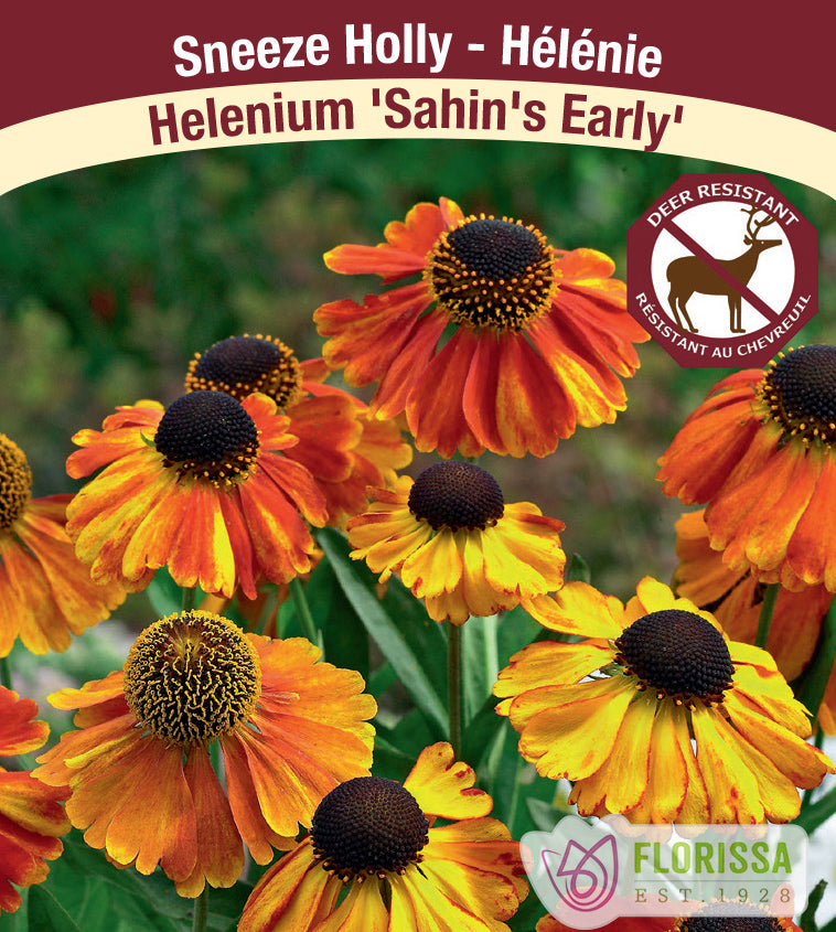 Helenium - Sahin's Early