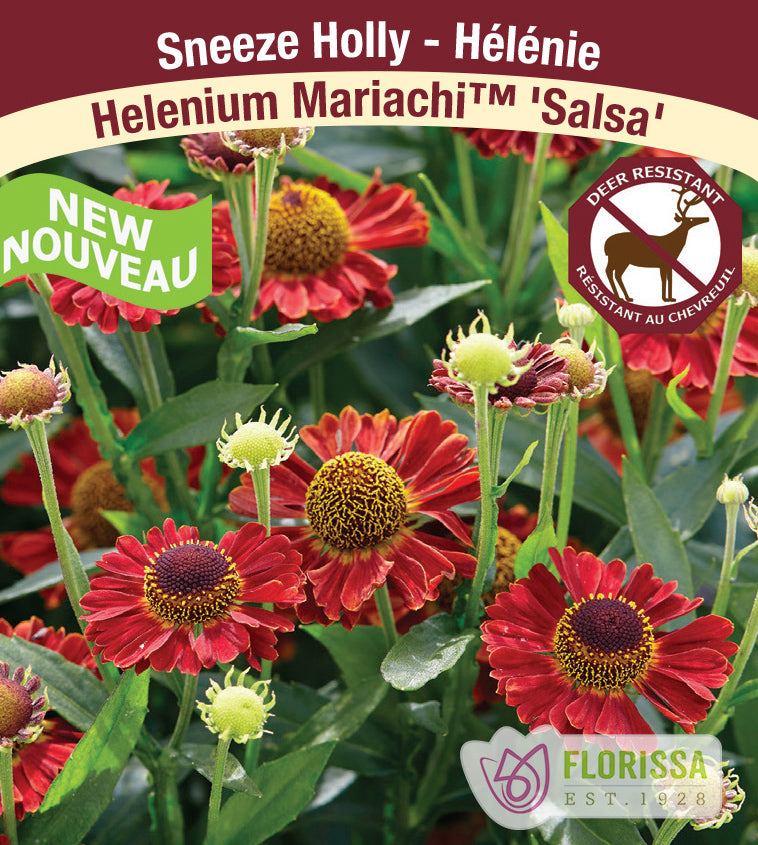 Helenium - Salsa