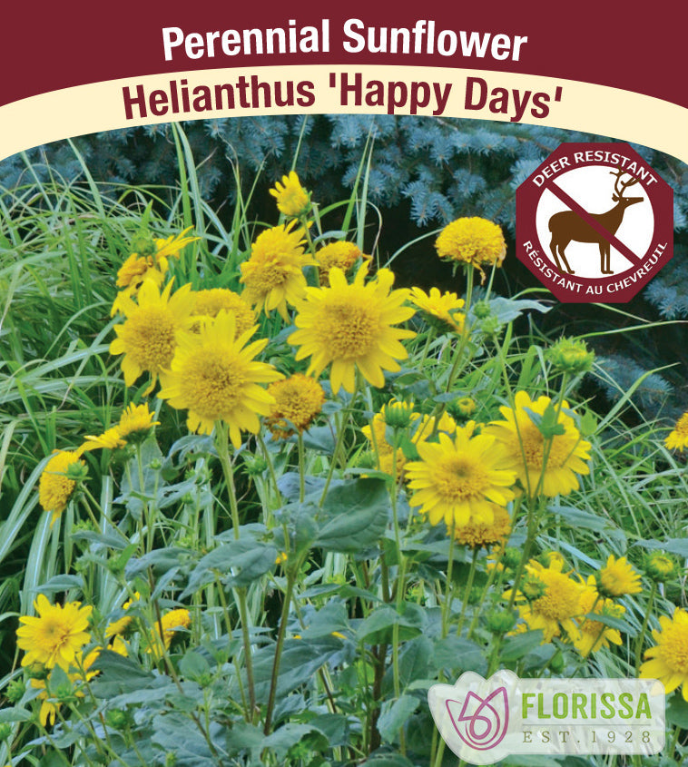 Helianthus - Happy Days