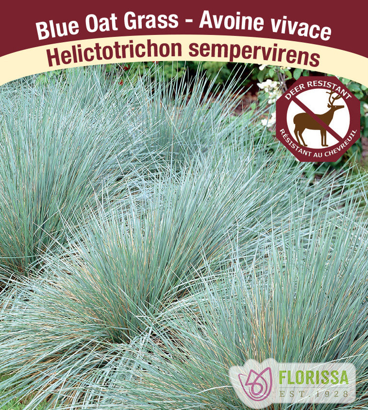 Helictotrichon - sempervirens