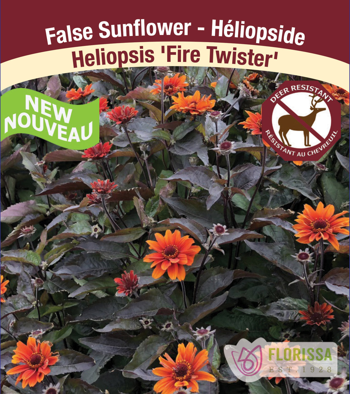 Heliopsis - Fire Twister