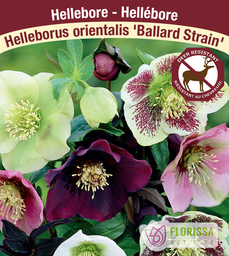 Helleborus - or. Ballard Strain