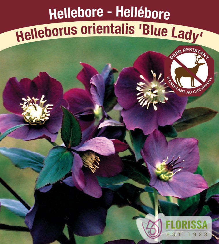 Helleborus - or. Blue Lady