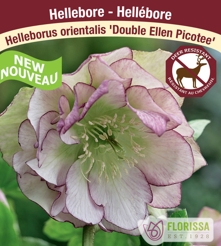 Helleborus - Double Ellen Picotee