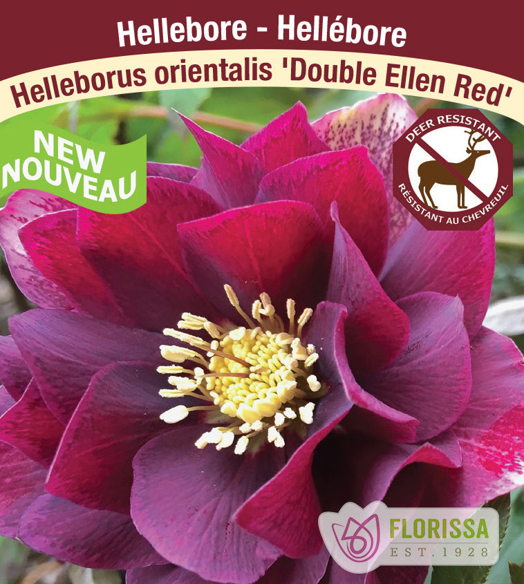 Helleborus - Double Ellen Red