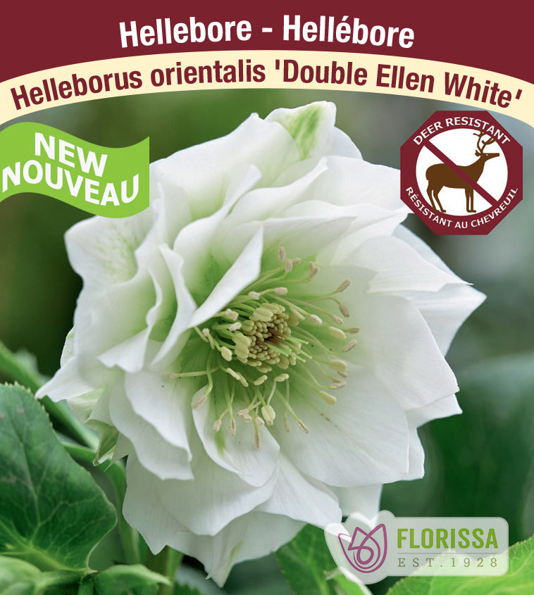 Helleborus - Double Ellen White