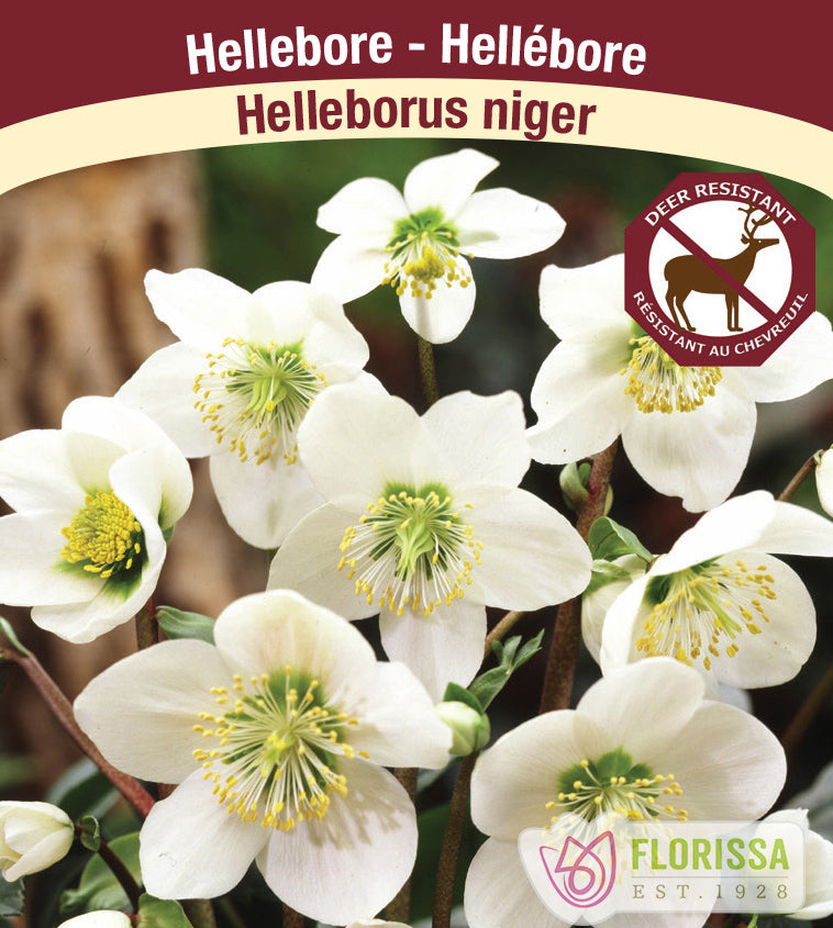 Helleborus - niger