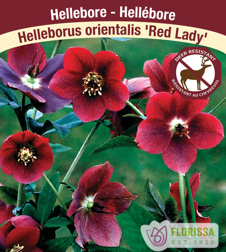 Helleborus - or. Red Lady