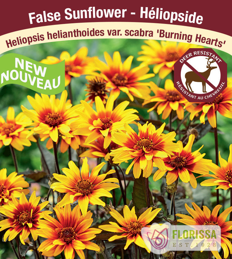 Heliopsis - Burning Hearts