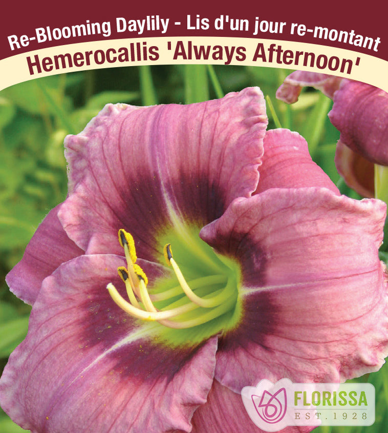 Hemerocallis - Always Afternoon