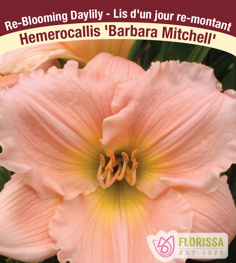 Hemerocallis - Barbara Mitchell