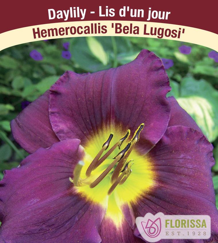 Hemerocallis - Bela Lugosi