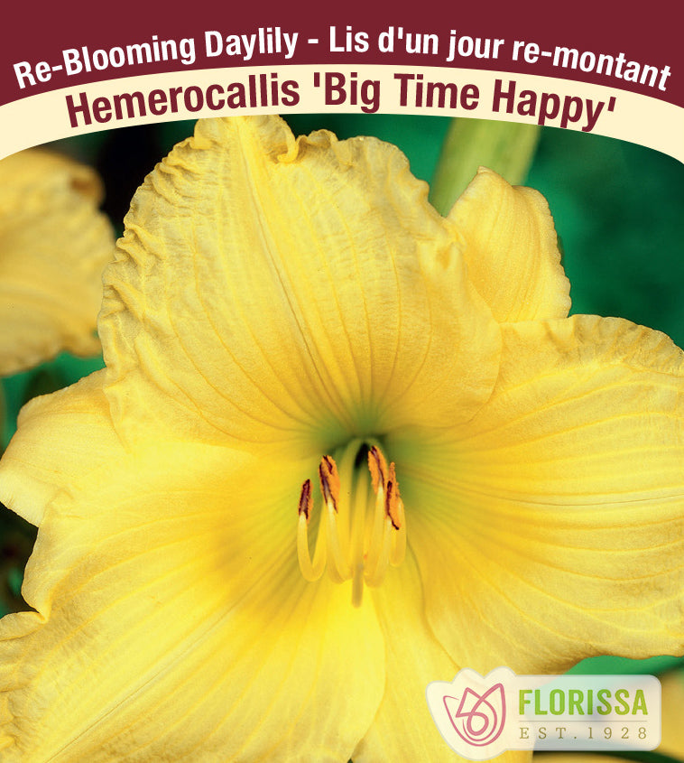 Hemerocallis - Big Time Happy