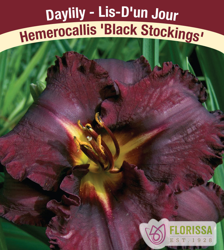 Hemerocallis - Black Stockings