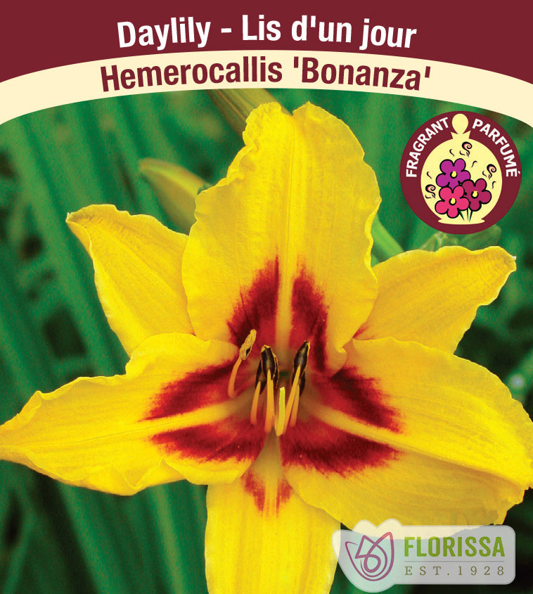 Hemerocallis - Bonanza
