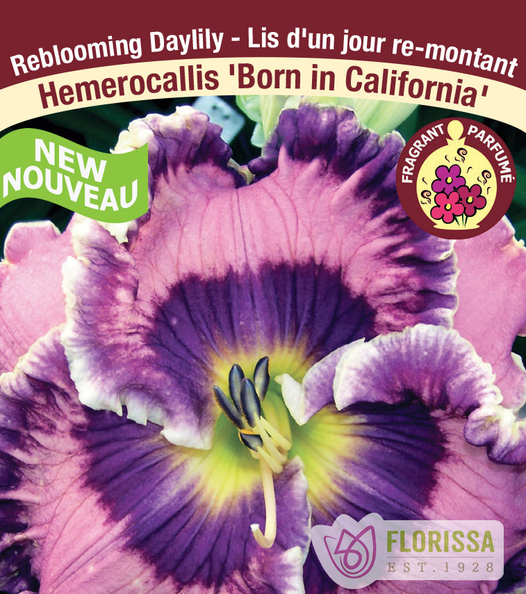 Hemerocallis - Born in California