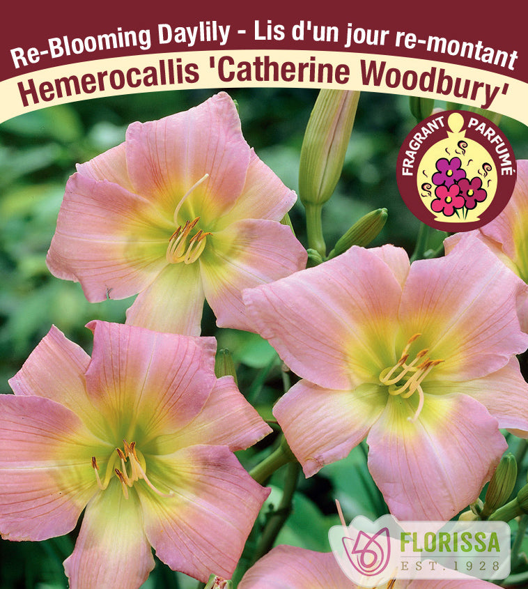 Hemerocallis - Catherine Woodbury