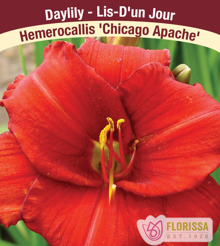 Hemerocallis - Chicago Apache