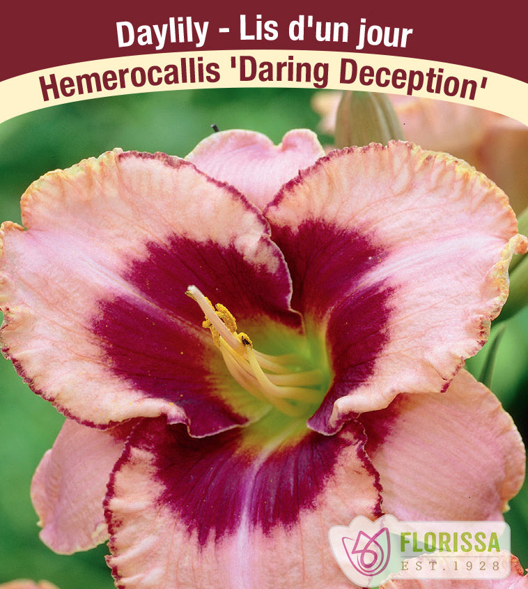 Hemerocallis - Daring Deception