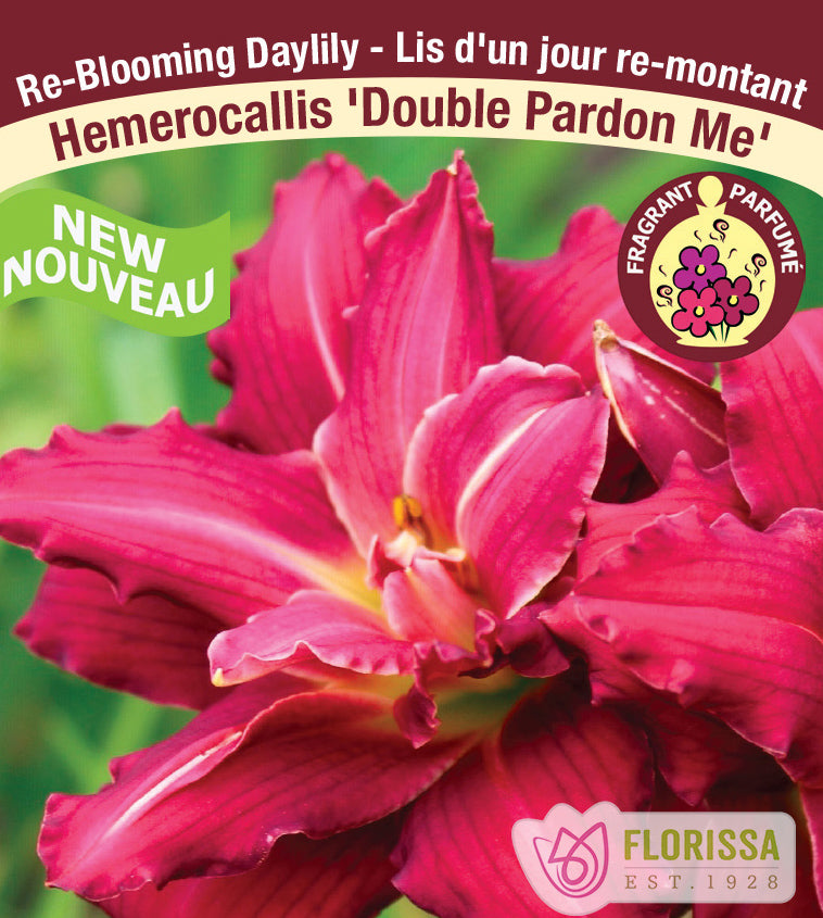 Hemerocallis - Double Pardon Me