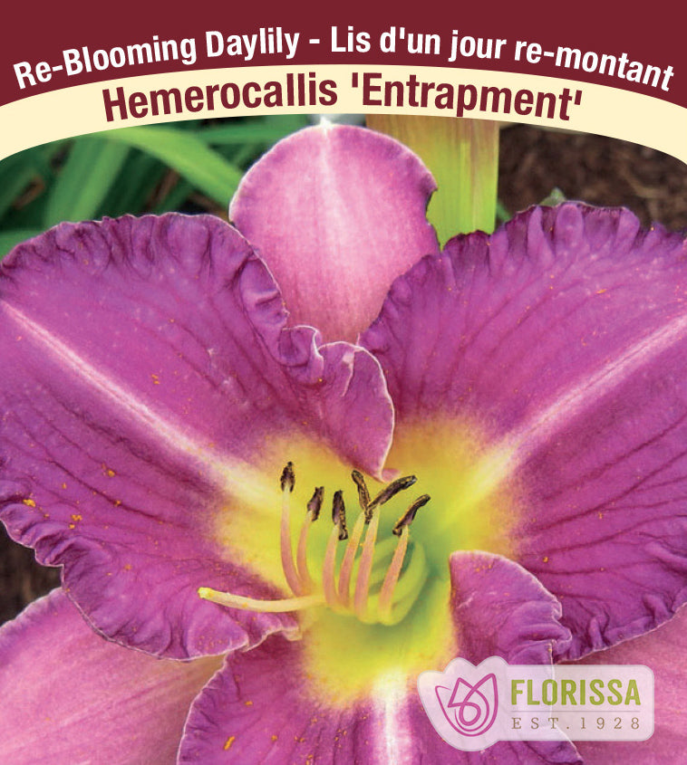 Hemerocallis - Entrapment