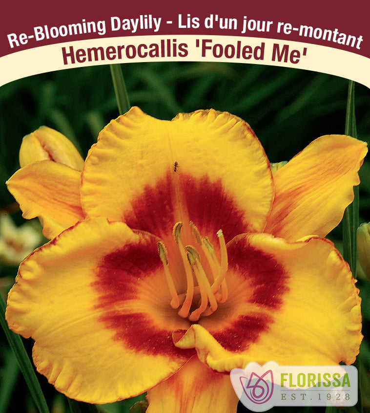 Hemerocallis - Fooled Me