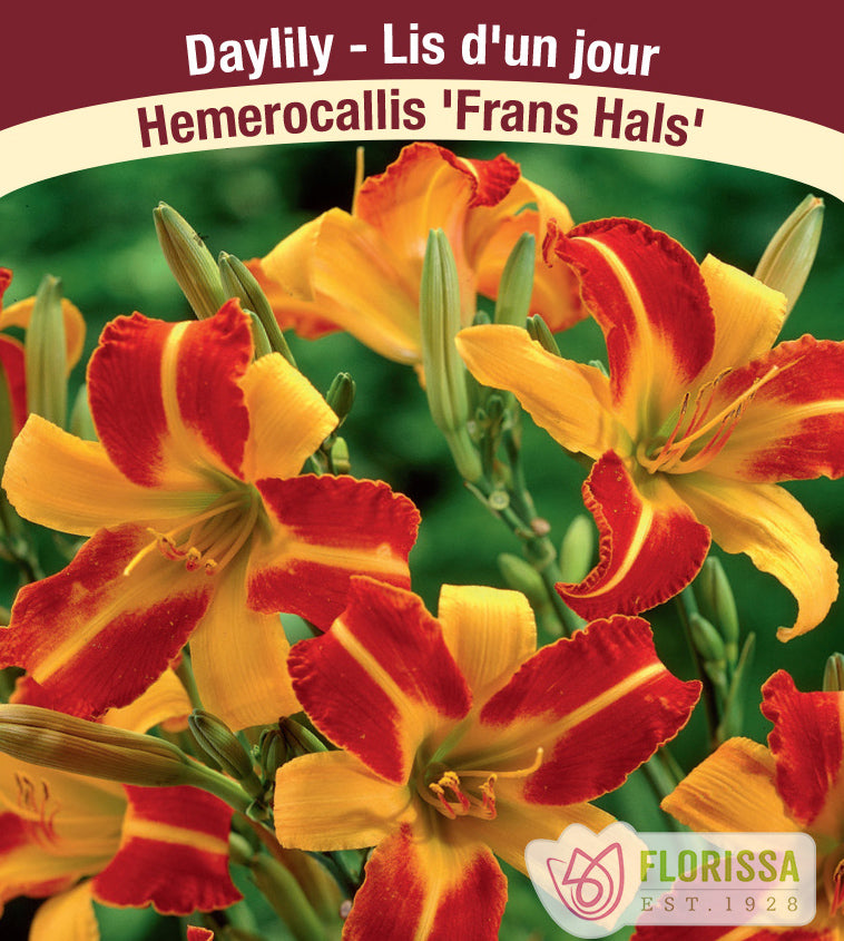 Hemerocallis - Frans Hals