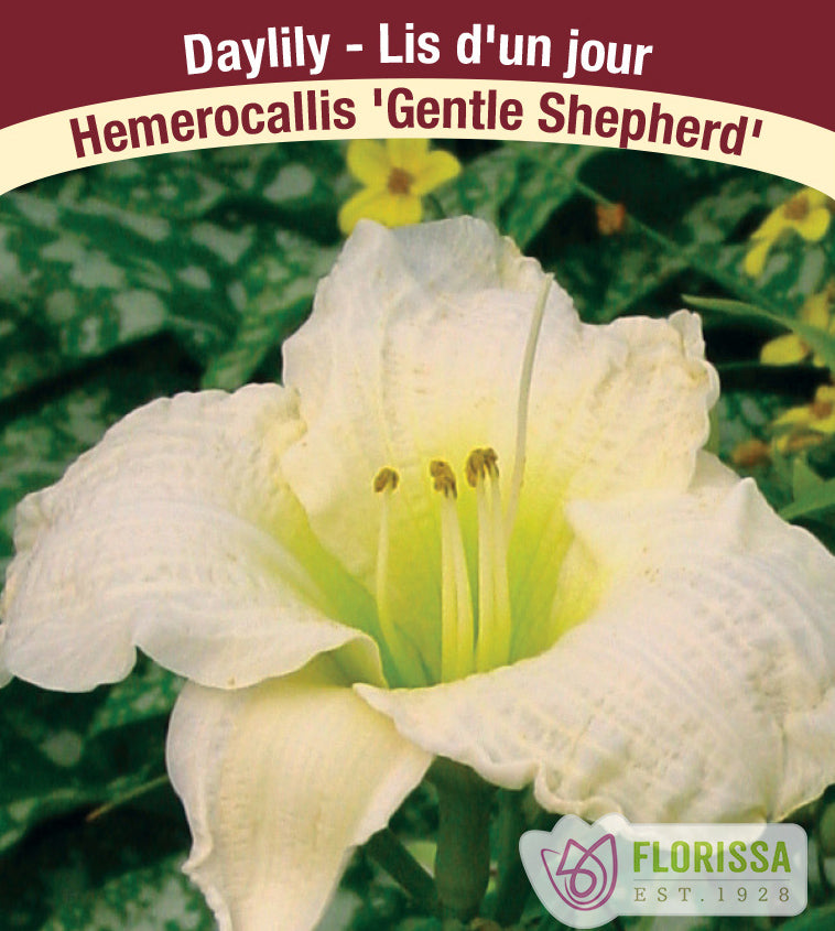Hemerocallis - Gentle Shepherd