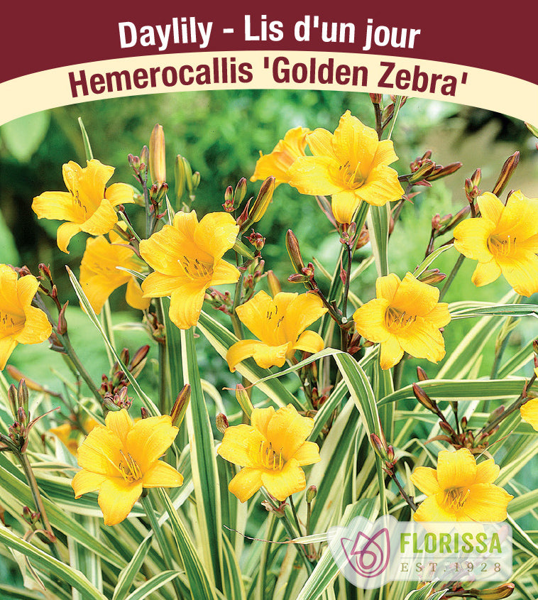 Hemerocallis - Golden Zebra