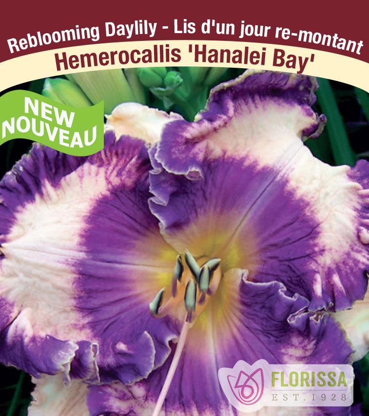 Hemerocallis - Hanalei Bay