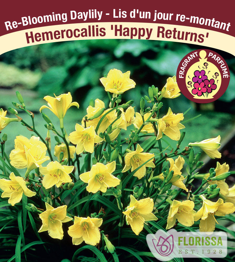 Hemerocallis - Happy Returns