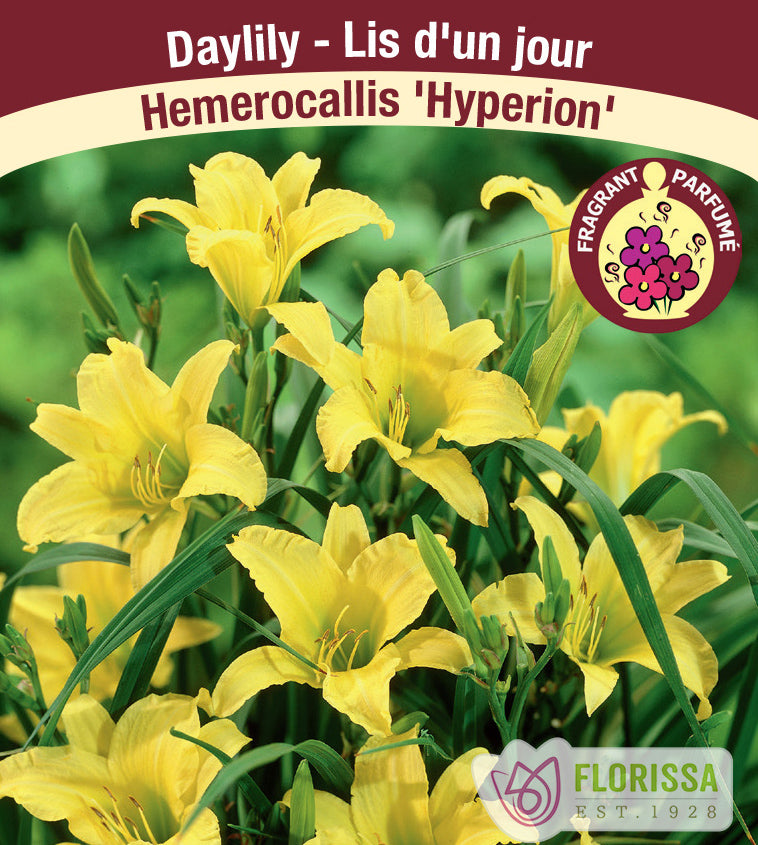 Hemerocallis - Hyperion