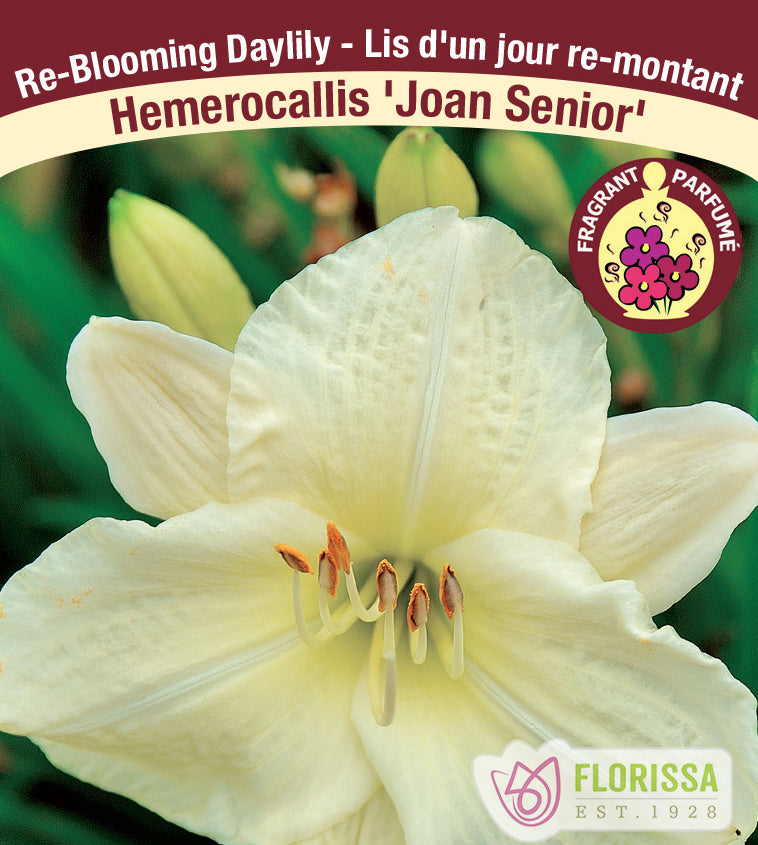 Hemerocallis - Joan Senior