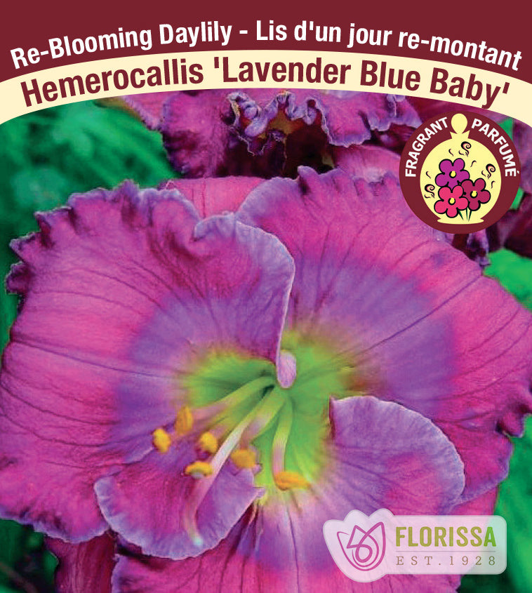 Hemerocallis - Lavender Blue Baby