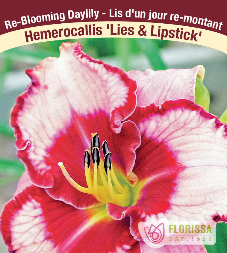 Hemerocallis - Lies & Lipstick