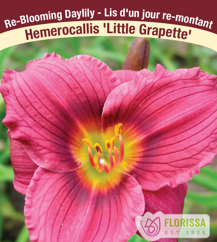 Hemerocallis - Little Grapette