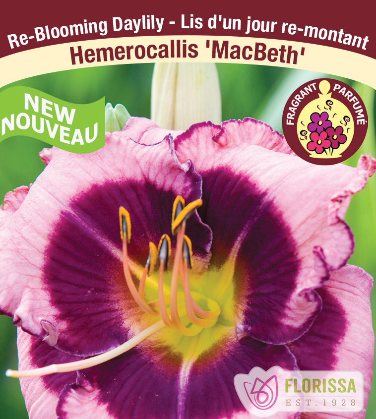 Hemerocallis - Macbeth