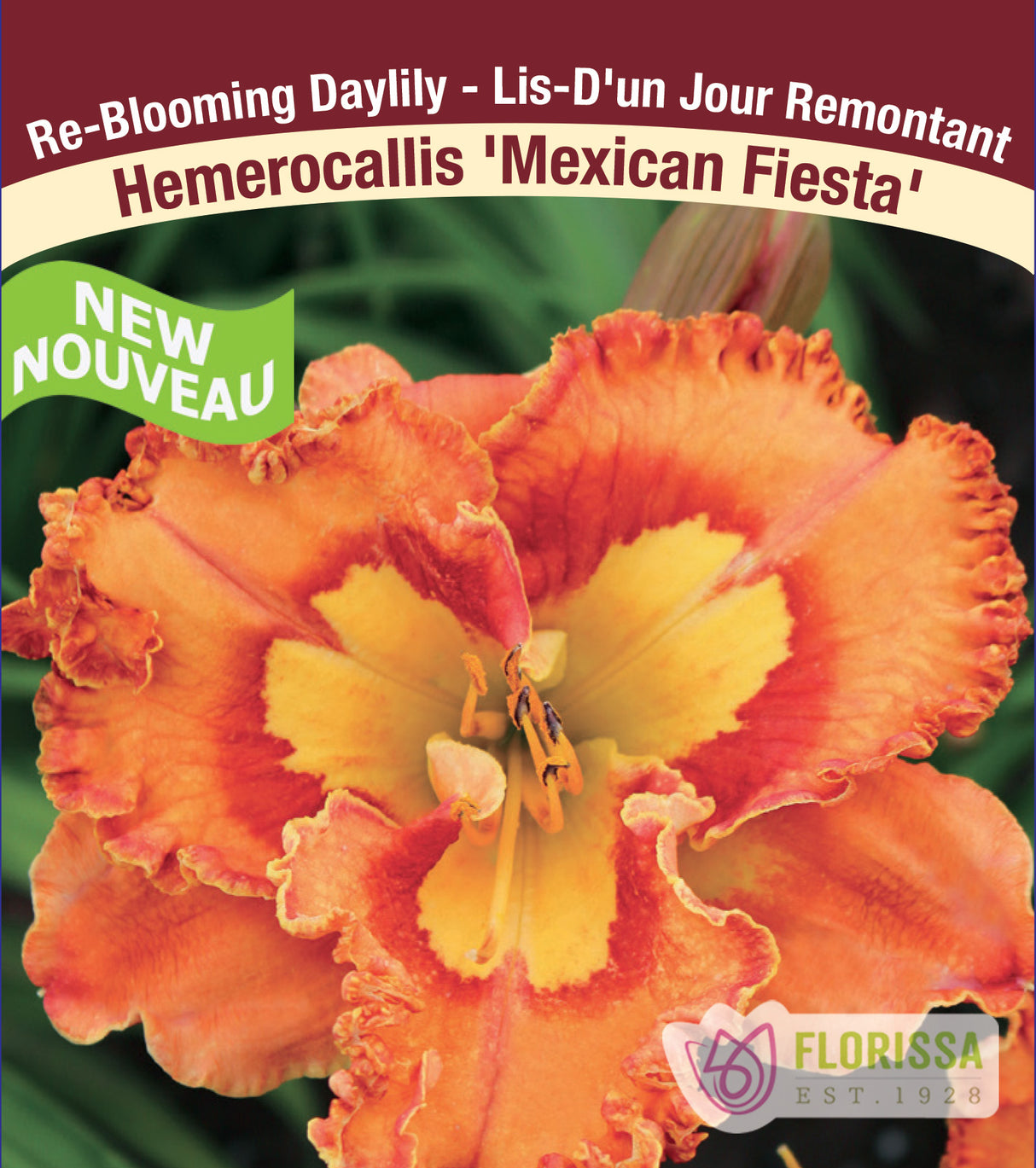 Hemerocallis - Mexican Fiesta
