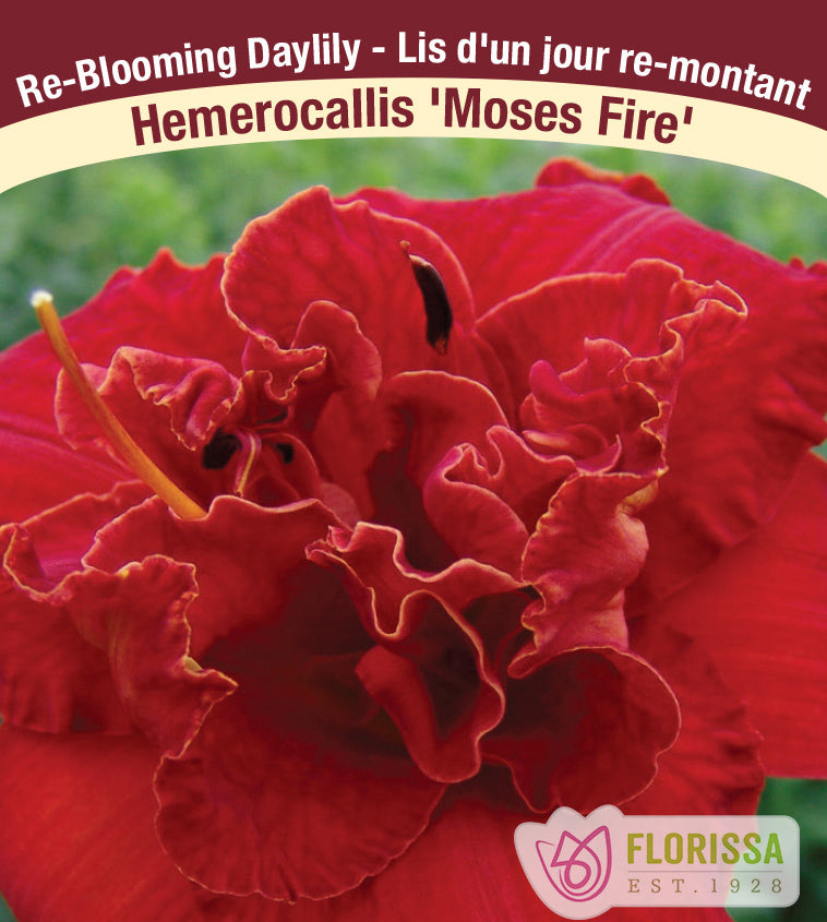 Hemerocallis - Moses Fire