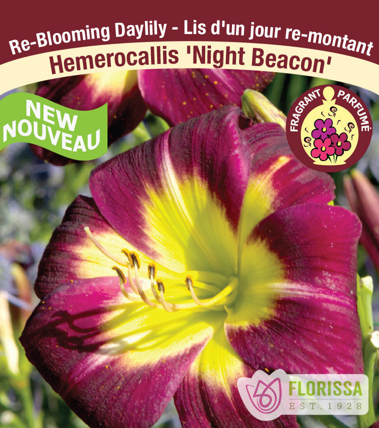 Hemerocallis - Night Beacon