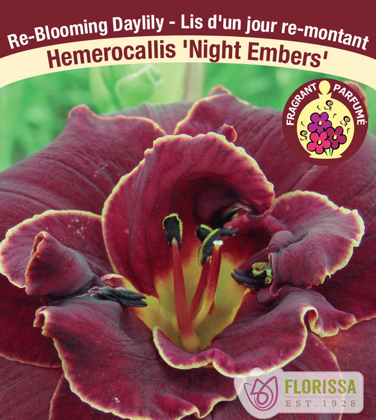 Hemerocallis - Night Embers