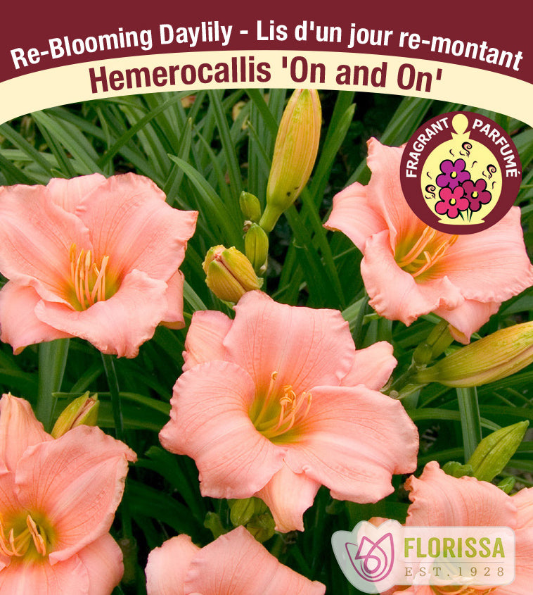 Hemerocallis - On and On