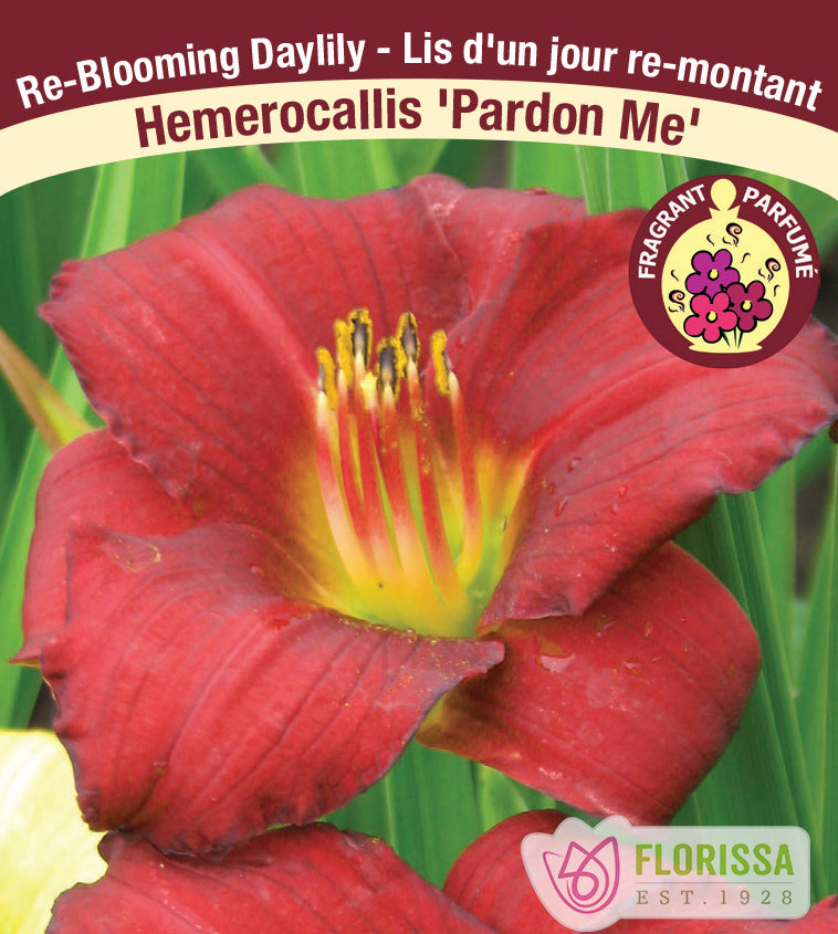 Hemerocallis - Pardon Me