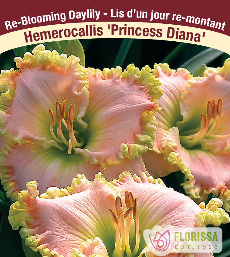 Hemerocallis - Princess Diana