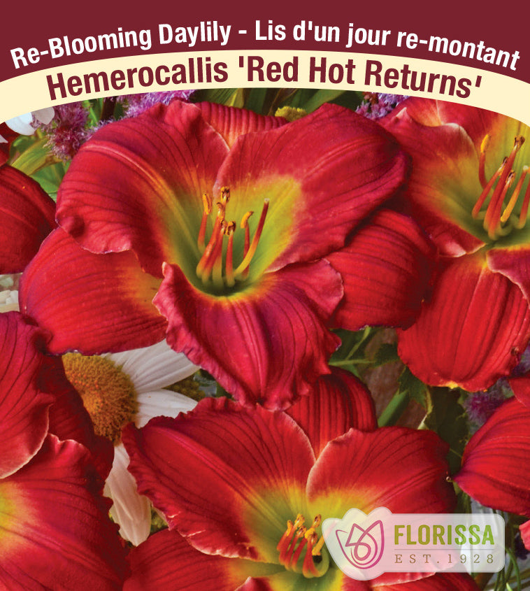 Hemerocallis - Red Hot Returns