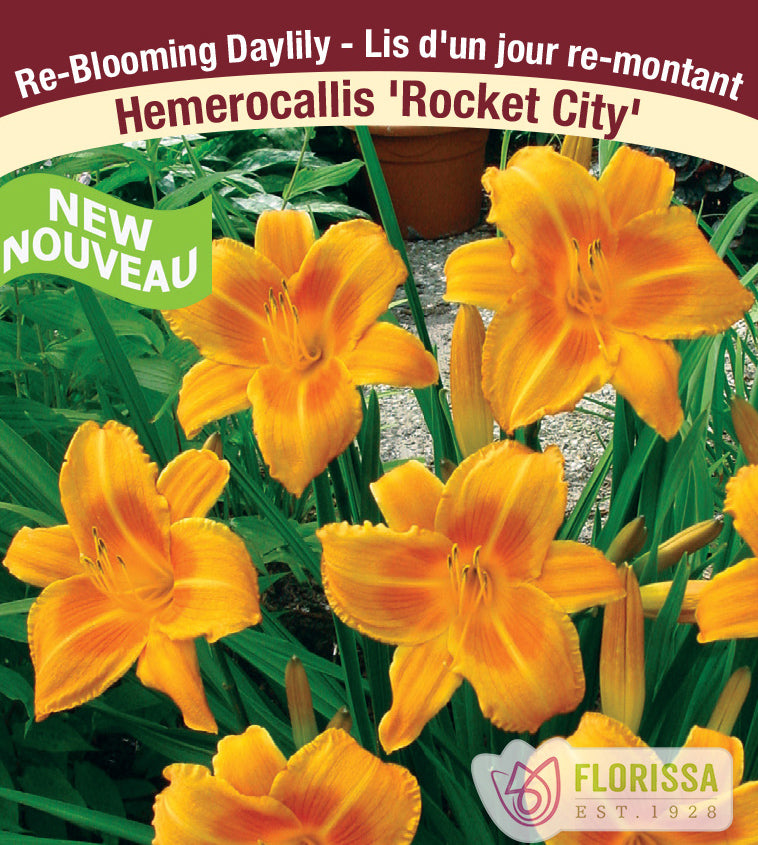 Hemerocallis - Rocket City